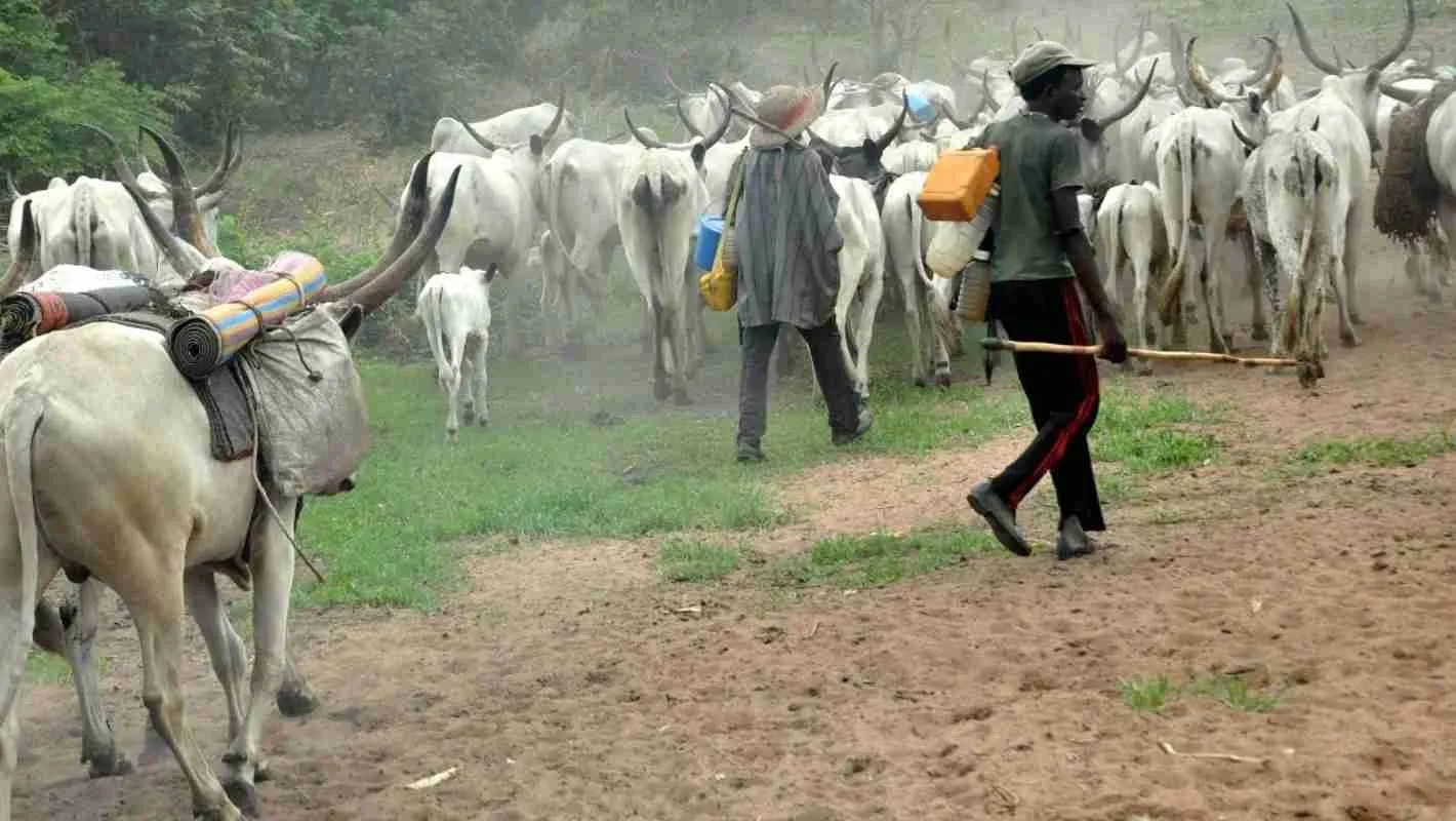 Fulani herdsmen herding their cattle