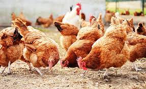 poultry birds