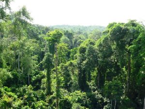 Achimota Forest Reserve
