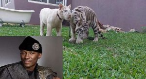 Freedom-Jacob-Caeser-Tiger