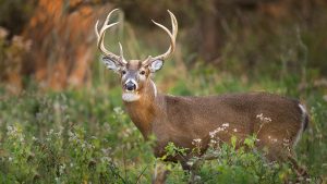deer