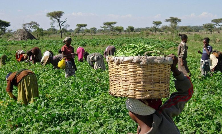 Farmers at the farm