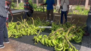 plaintain